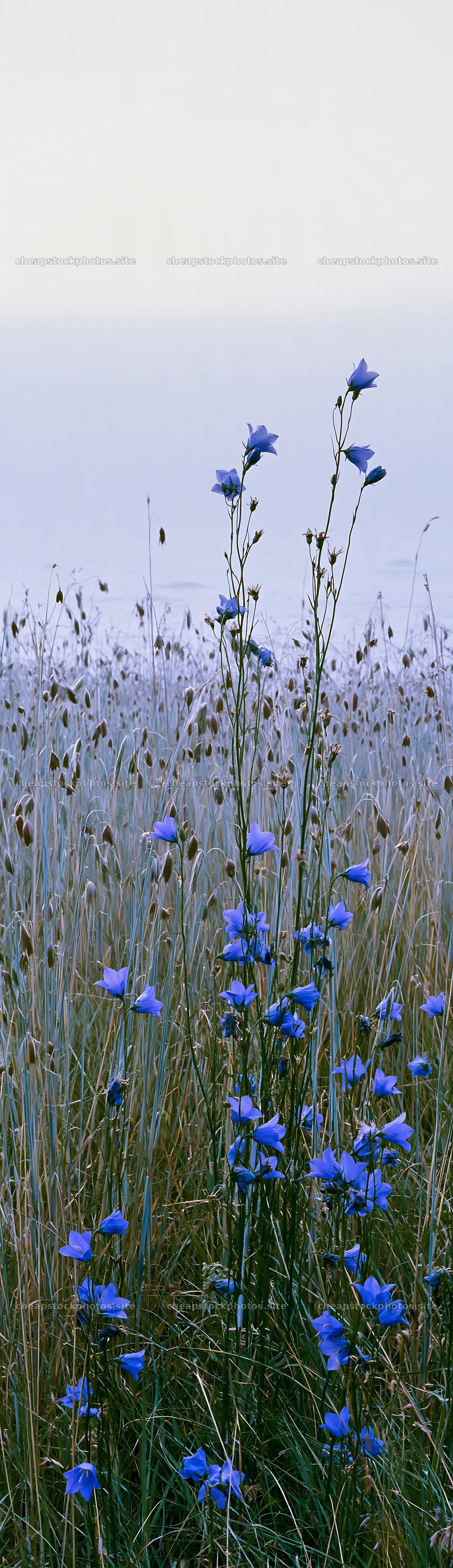 Meadow grass and blue flowers in natural setting – stock photos 4268x14762
