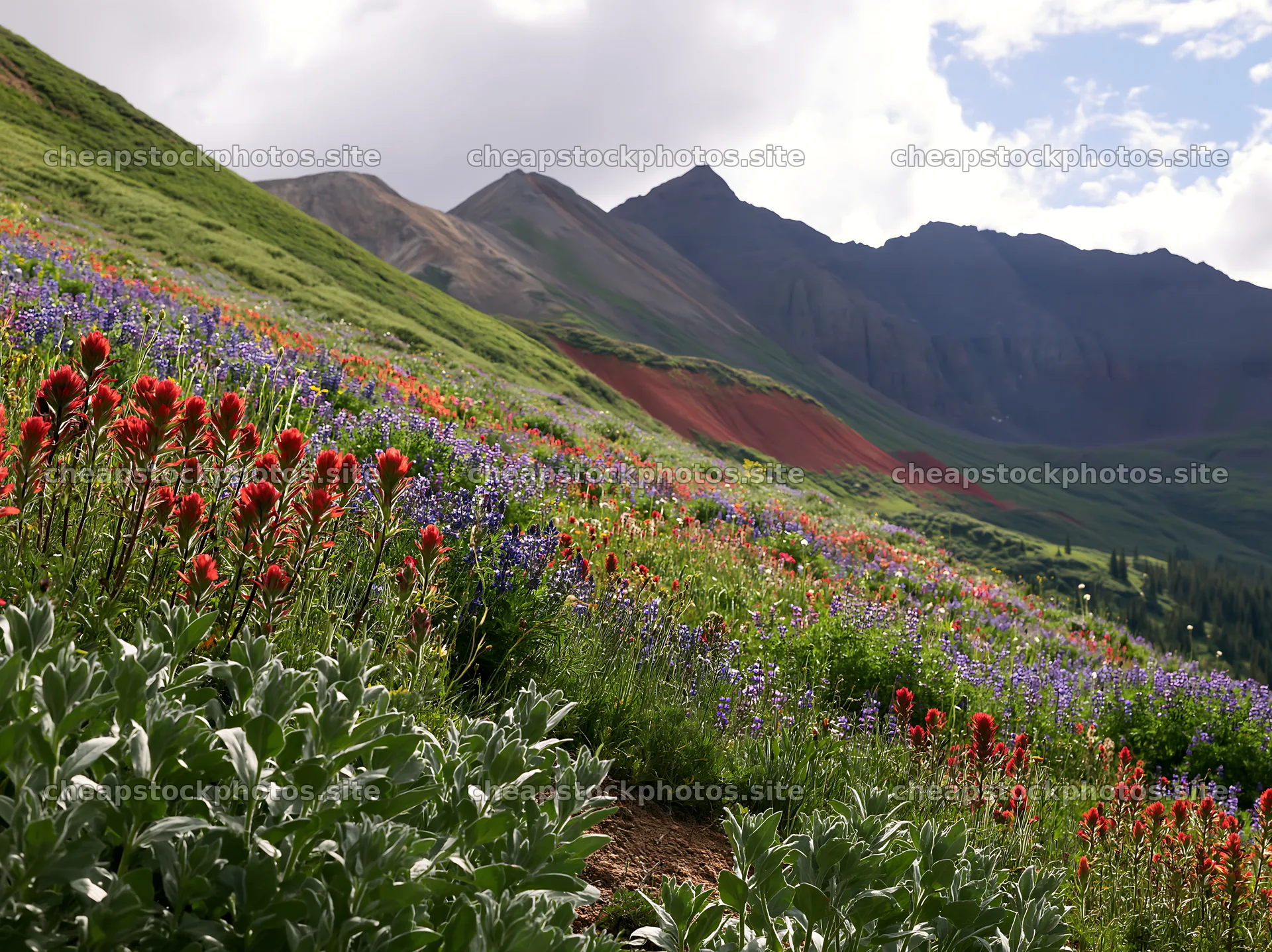 Paintbrush lupine meadow in mountain landscape – stock photos 9174x6866