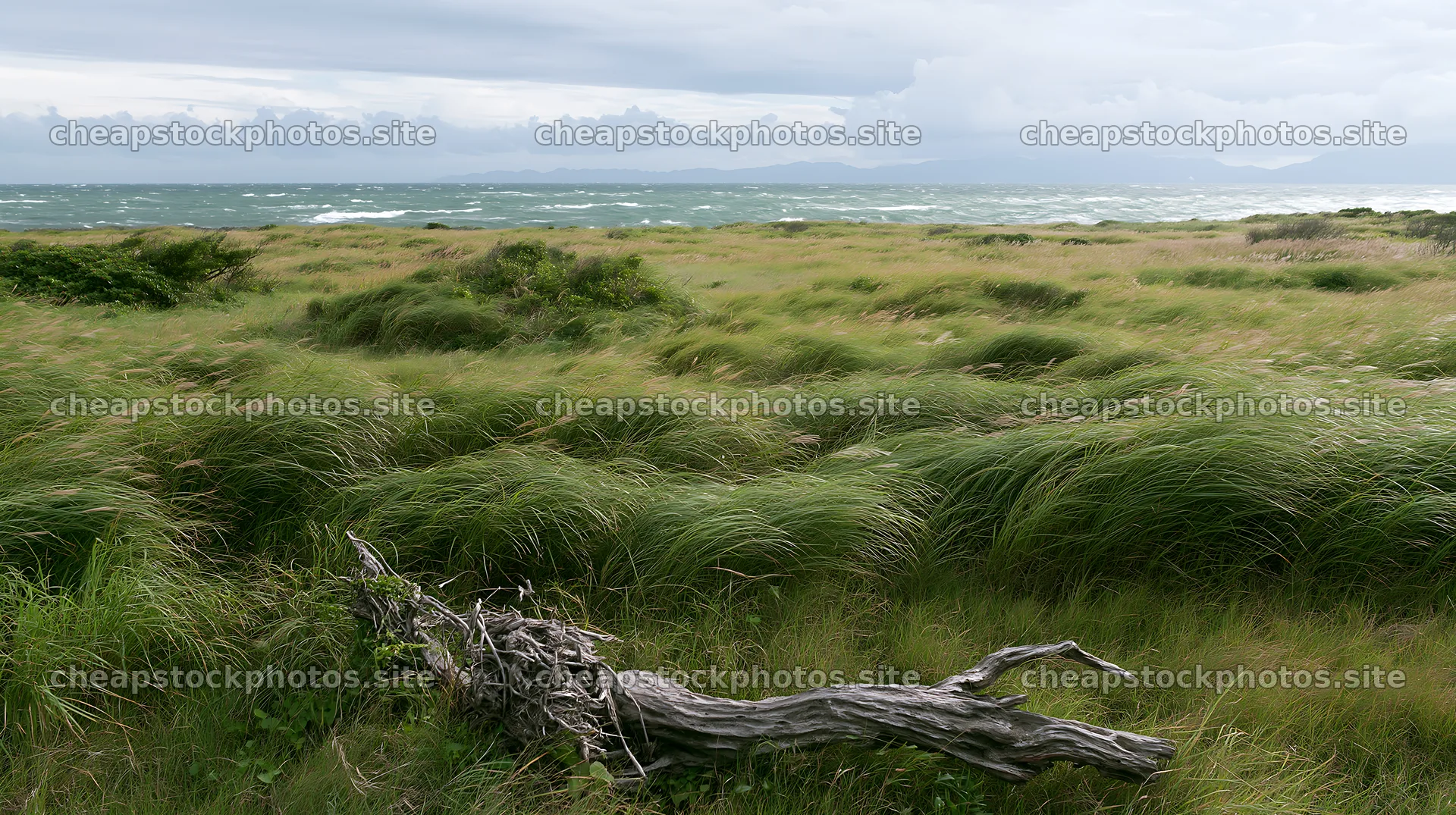 Chiba coastal climate meadow with driftwood in the foreground – stock photos 10608x5938