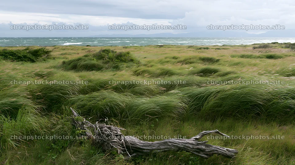 Chiba coastal climate meadow with driftwood in the foreground – stock photos 10608x5938