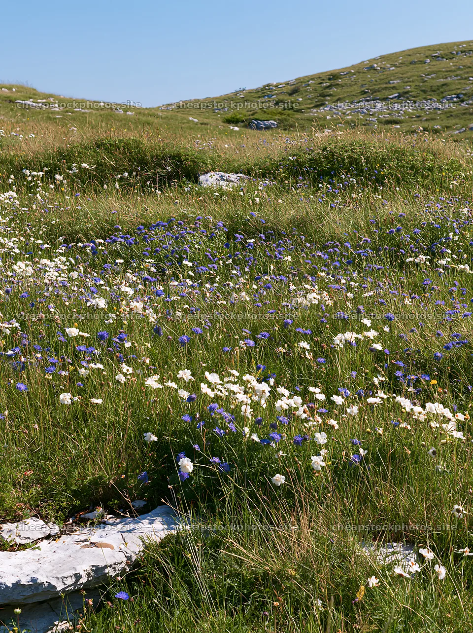 Sunny flowering limestone meadow in natural landscape – stock photos 6866x9174