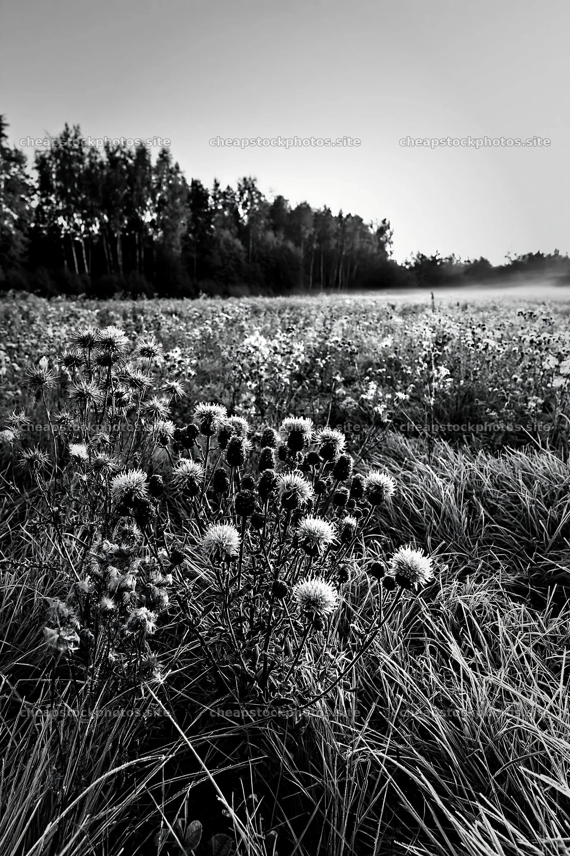 Knapweed blooms in a meadow landscape at dawn – stock photos 6480x9722