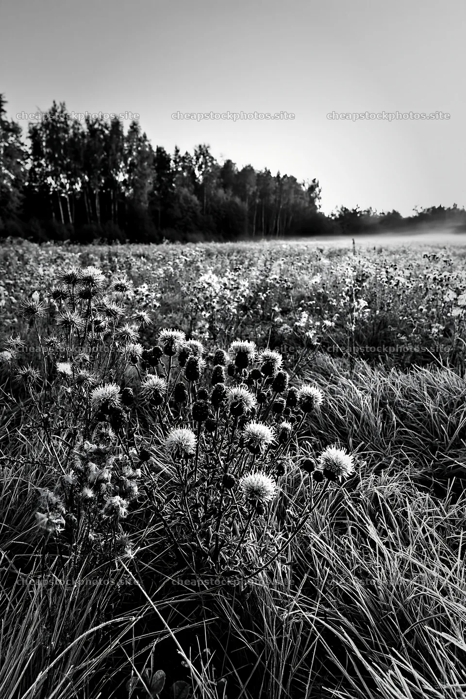 Knapweed blooms in a meadow landscape at dawn – stock photos 6480x9722