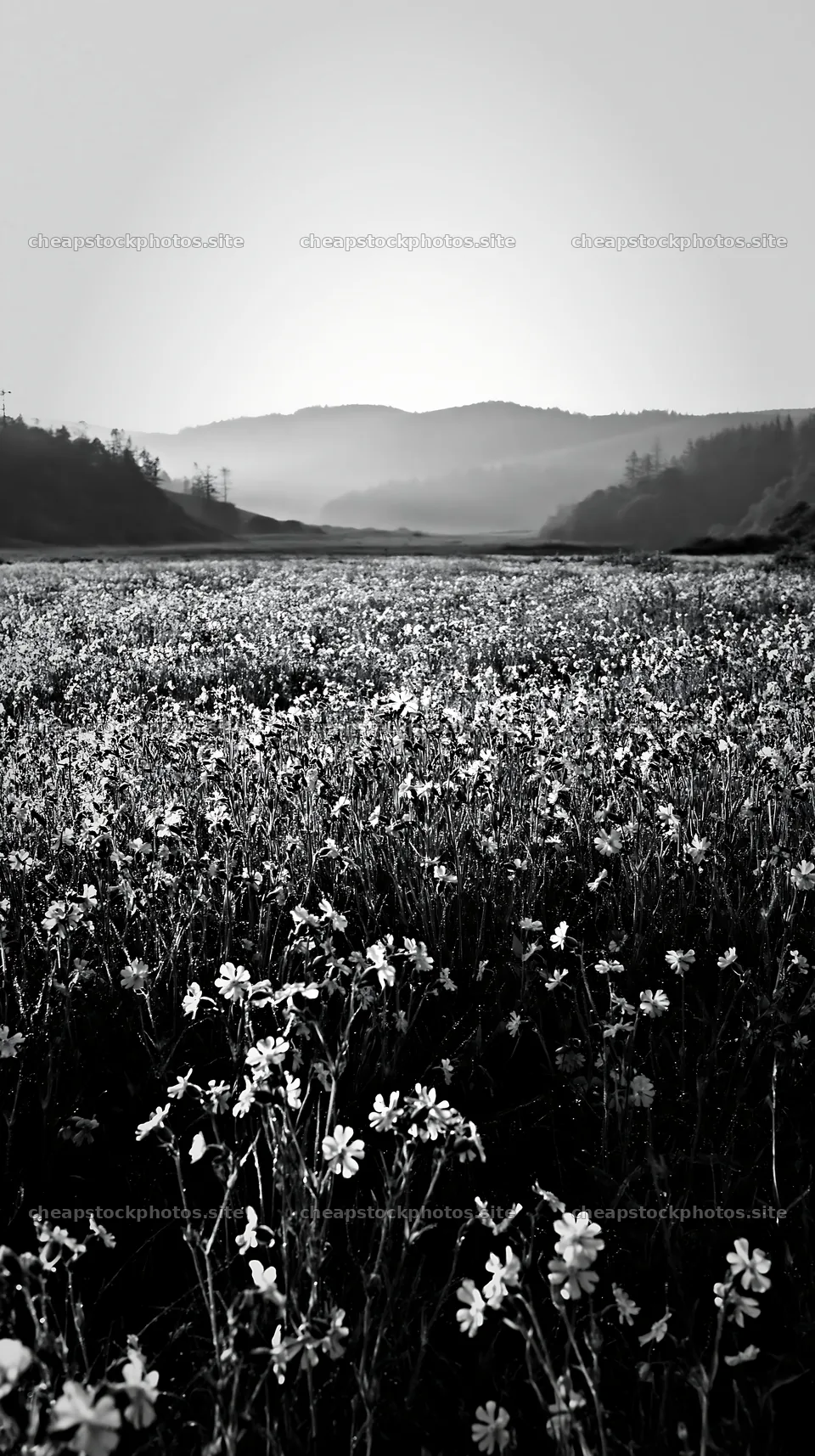 Pink campion meadow in a valley during golden hour – stock photos 5938x10608