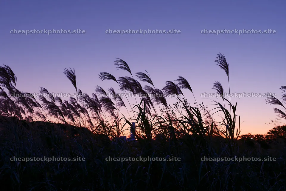 Tokyo urban biodiversity meadow with seedheads at dusk – stock photos 9722x6480