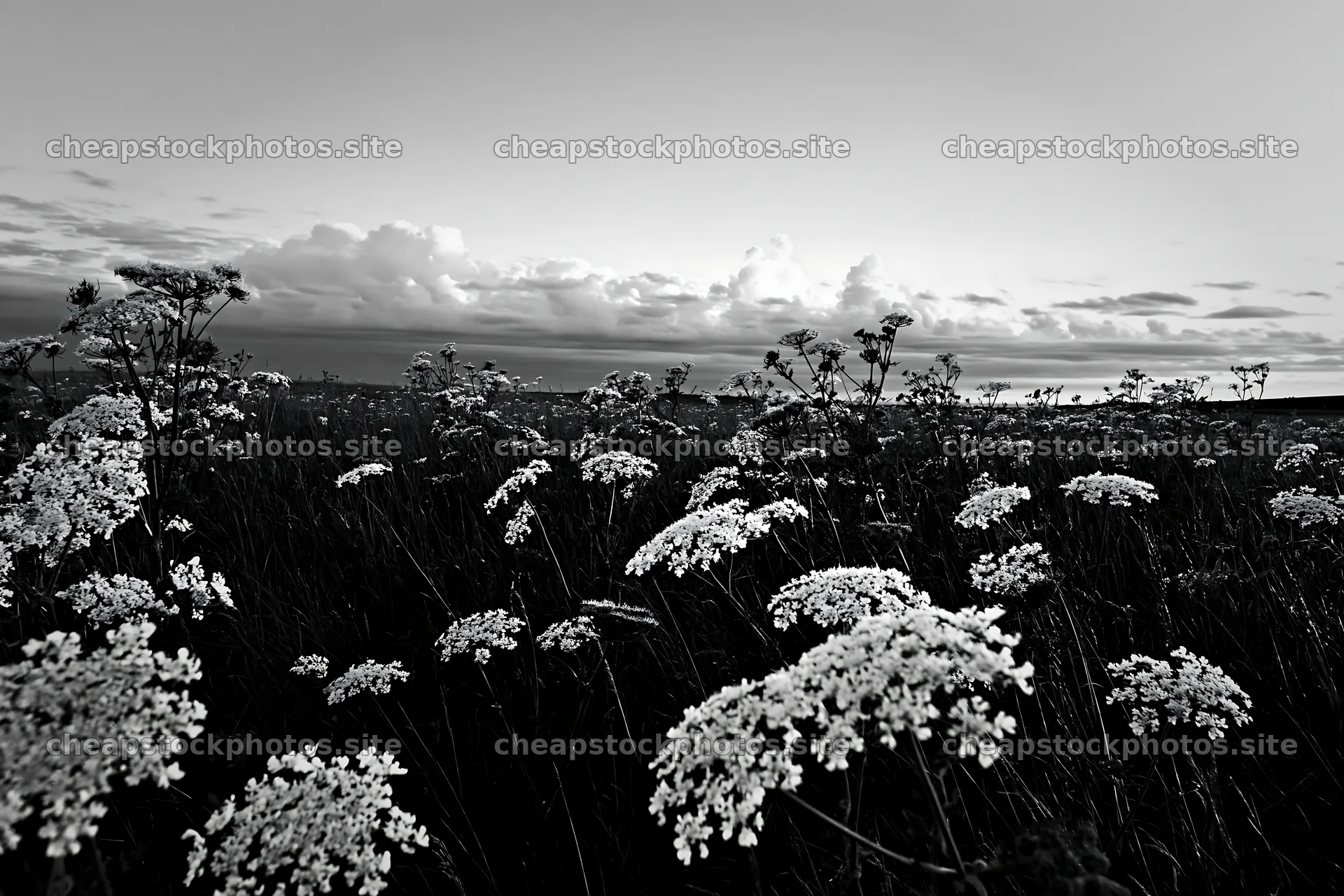 Cow parsley meadow under a cloudy sky – stock photos 9722x6480