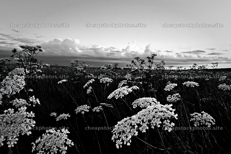 Cow parsley meadow under a cloudy sky – stock photos 9722x6480