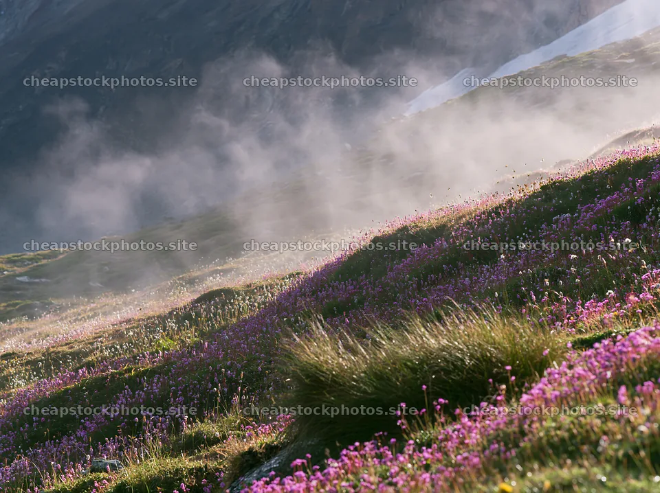 Alpine wildflower meadow near Matterhorn with mist – stock photos 9174x6866