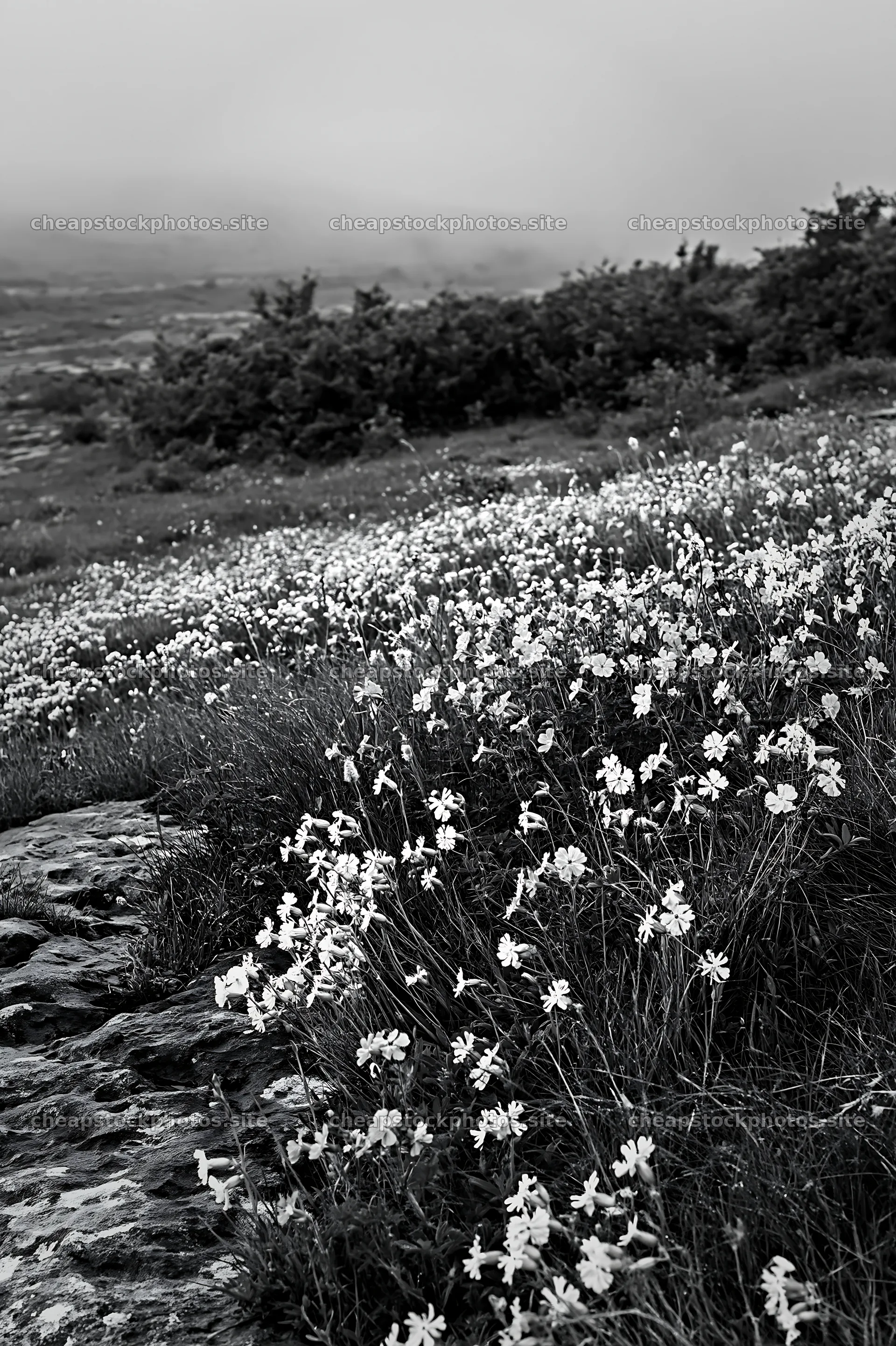 Meadow filled with campion flowers in black and white – stock photos 6480x9722