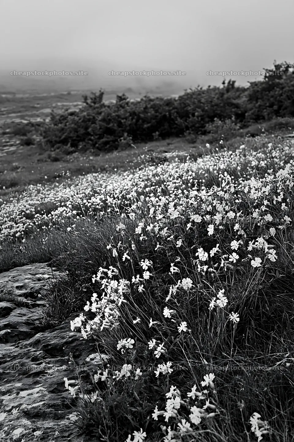 Meadow filled with campion flowers in black and white – stock photos 6480x9722