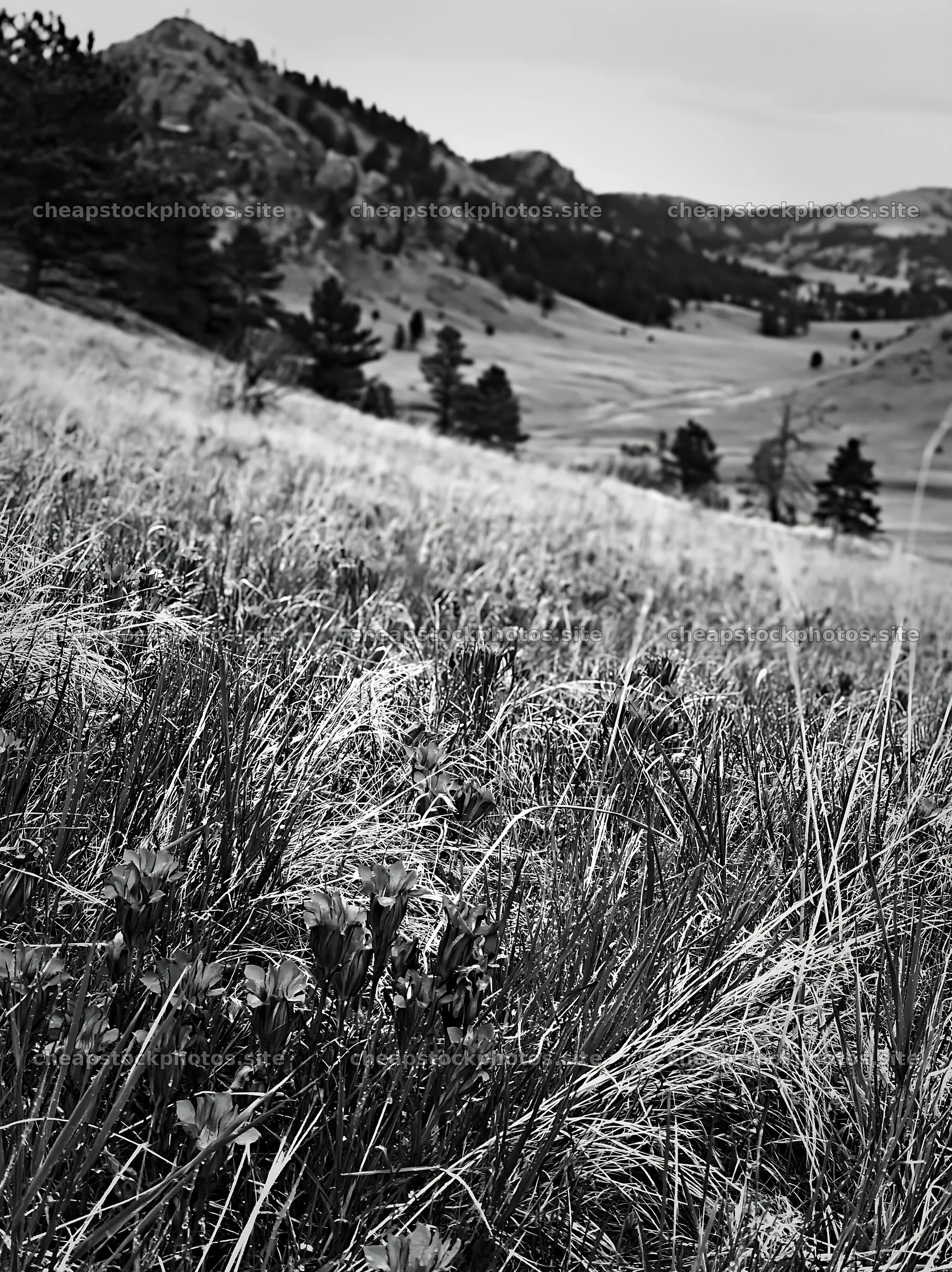 Cloudy foothill meadow with grass and distant mountains – stock photos 6866x9174