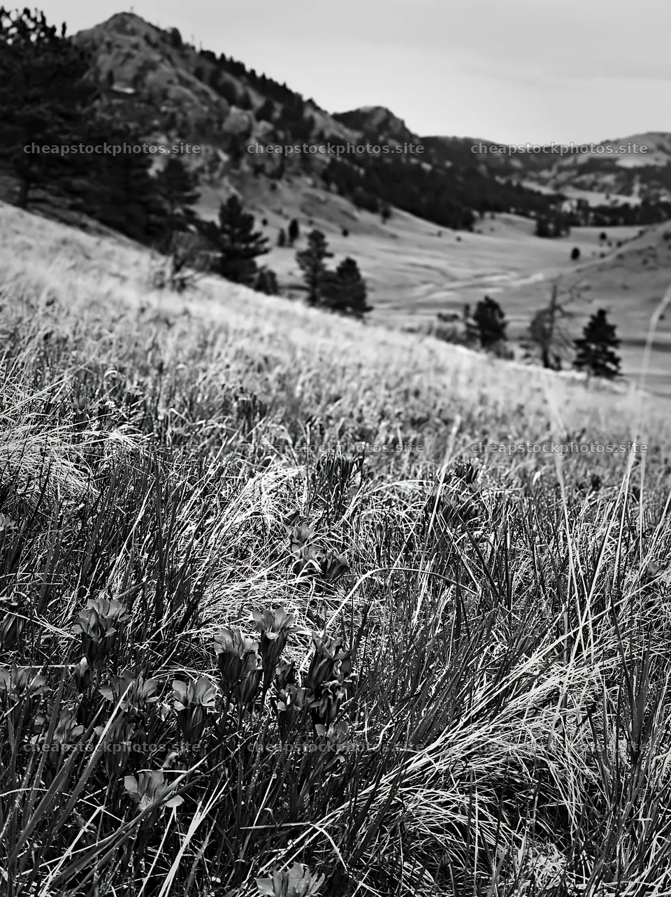Cloudy foothill meadow with grass and distant mountains – stock photos 6866x9174