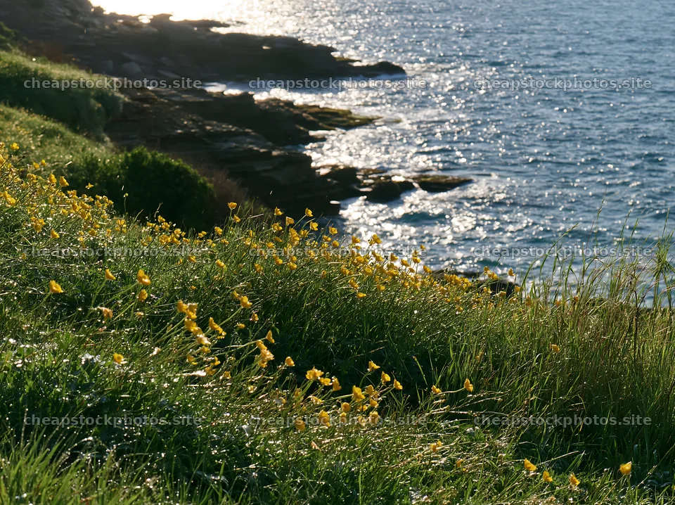 Italian meadow along rocky coast with bright yellow flowers – stock photos 9174x6866