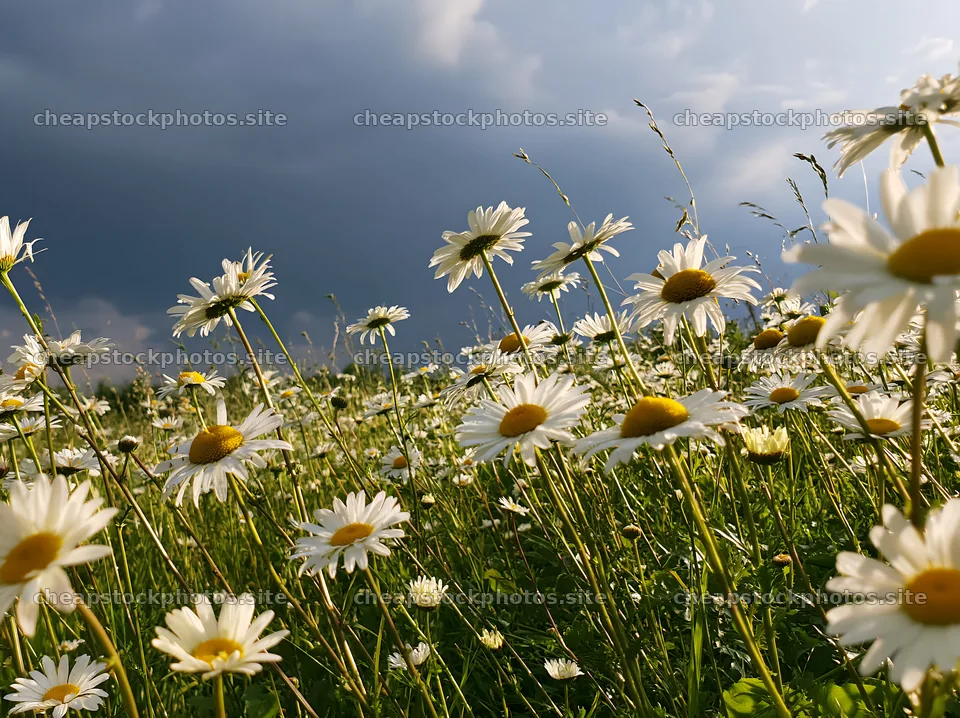 Daisies in a meadow under a cloudy sky – stock photos 9174x6866