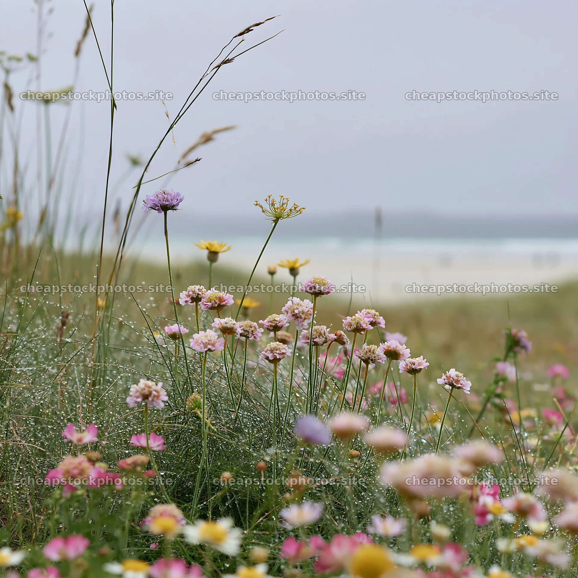 Beautiful flowers bloom in machair beach meadow – stock photos 7938x7938
