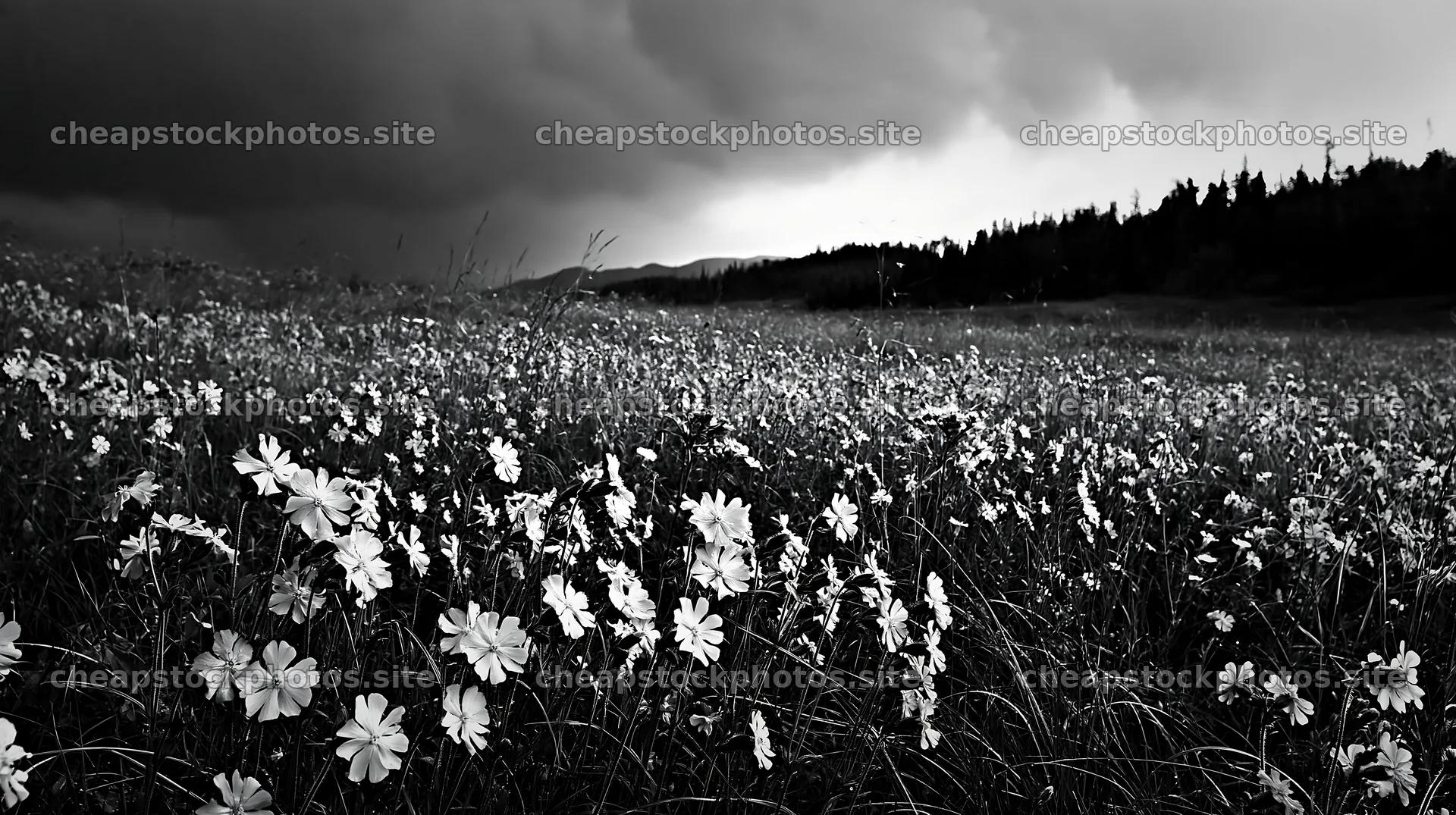 Pink campion meadow under dramatic sky in a natural setting – stock photos 10608x5938