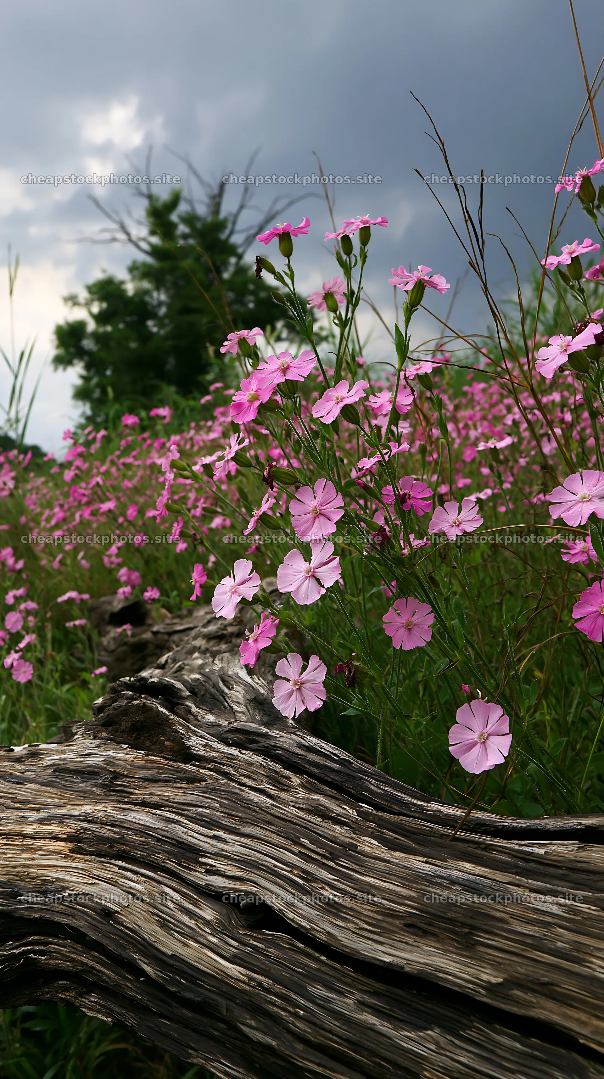 Chiba coastal climate meadow with driftwood and flowers – stock photos 5938x10608