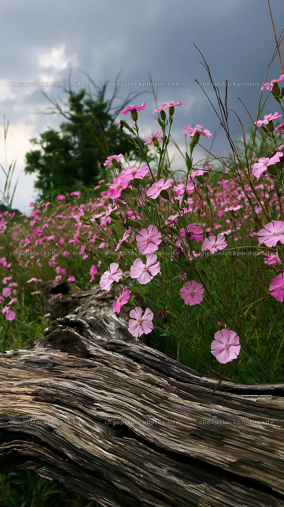 Chiba coastal climate meadow with driftwood and flowers – stock photos 5938x10608