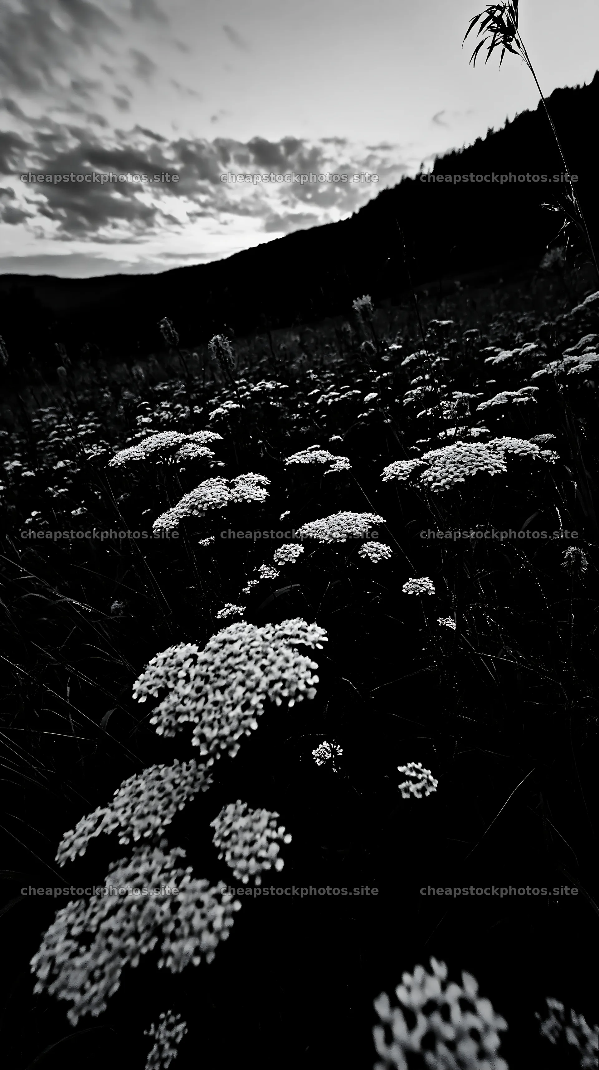 Slovak meadow in Carpathian valley at dusk – stock photos 5938x10608