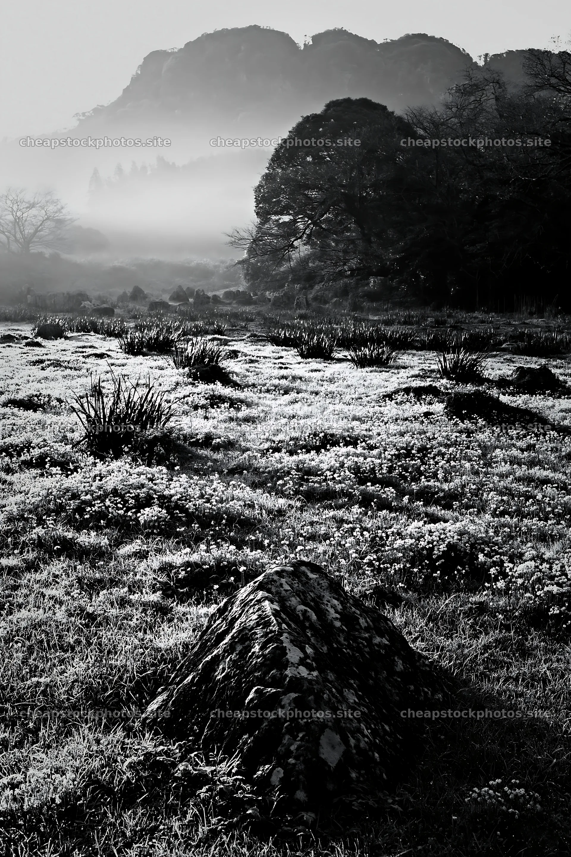 Yamaguchi limestone meadow with pale boulder in morning light – stock photos 6480x9722