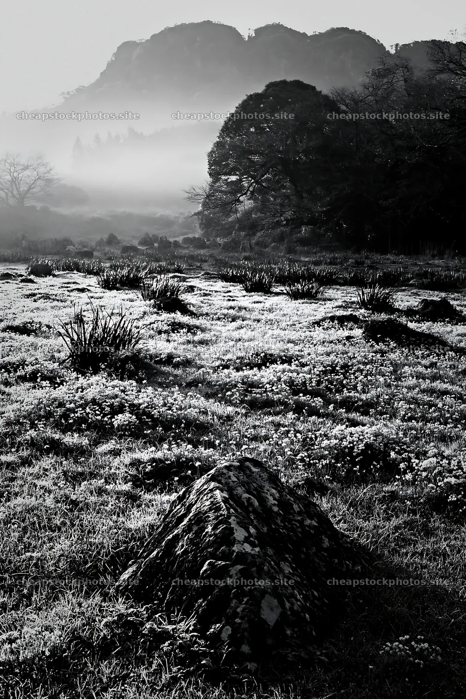 Yamaguchi limestone meadow with pale boulder in morning light – stock photos 6480x9722