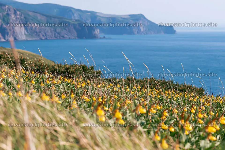 Colorful meadow with yellow flowers near coastal cliffs – stock photos 9722x6480