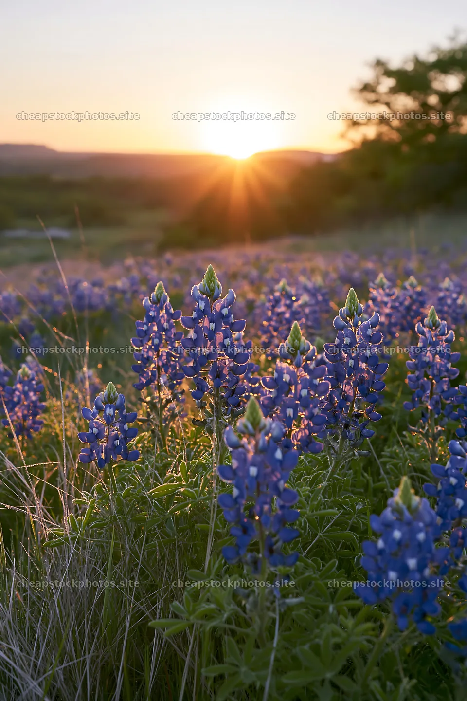 Bluebonnet meadow sunrise with blooming flowers and sun rays – stock photos 6480x9722