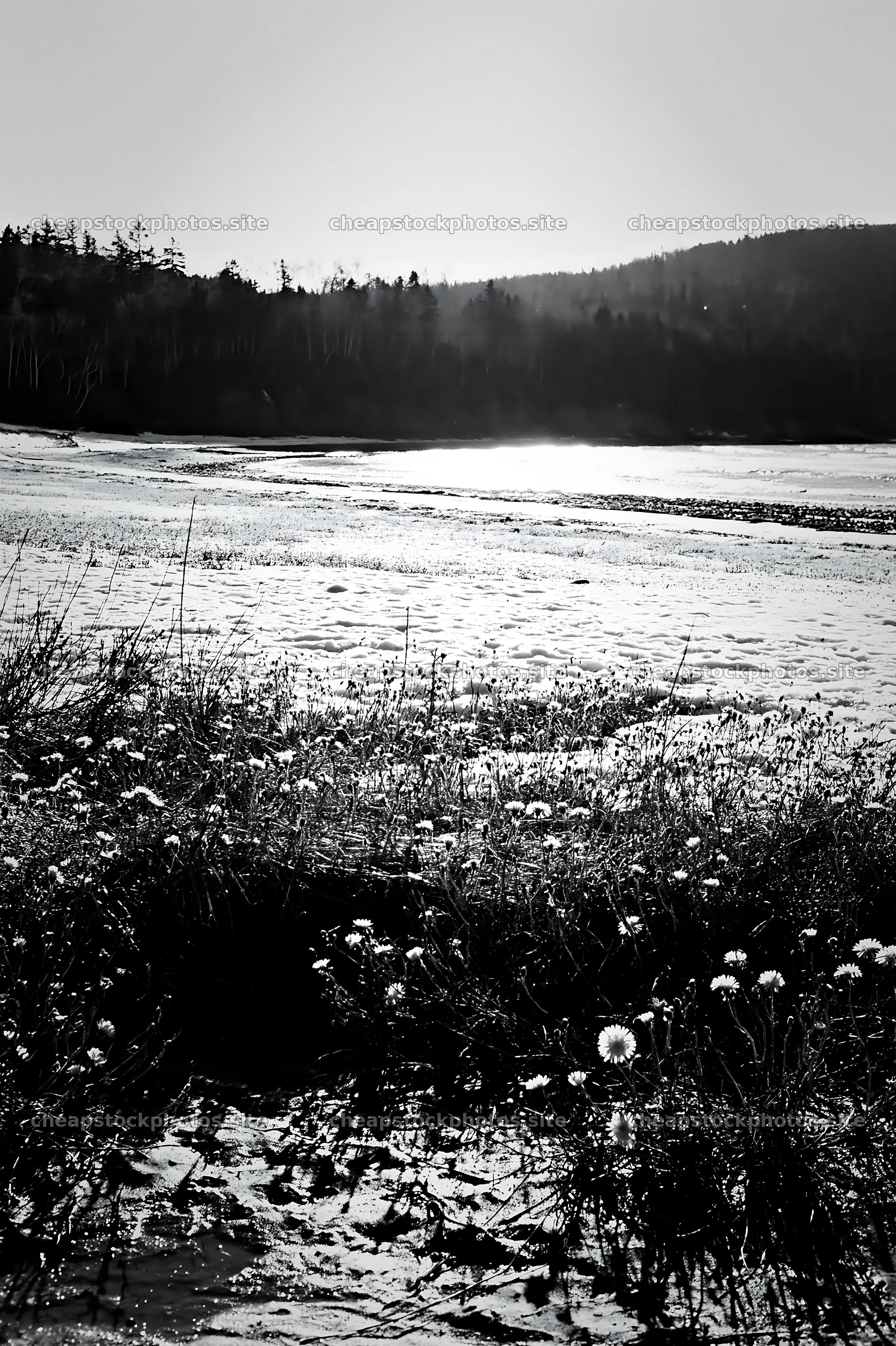 Snowy beach meadow with flowers and water in the background – stock photos 6480x9722