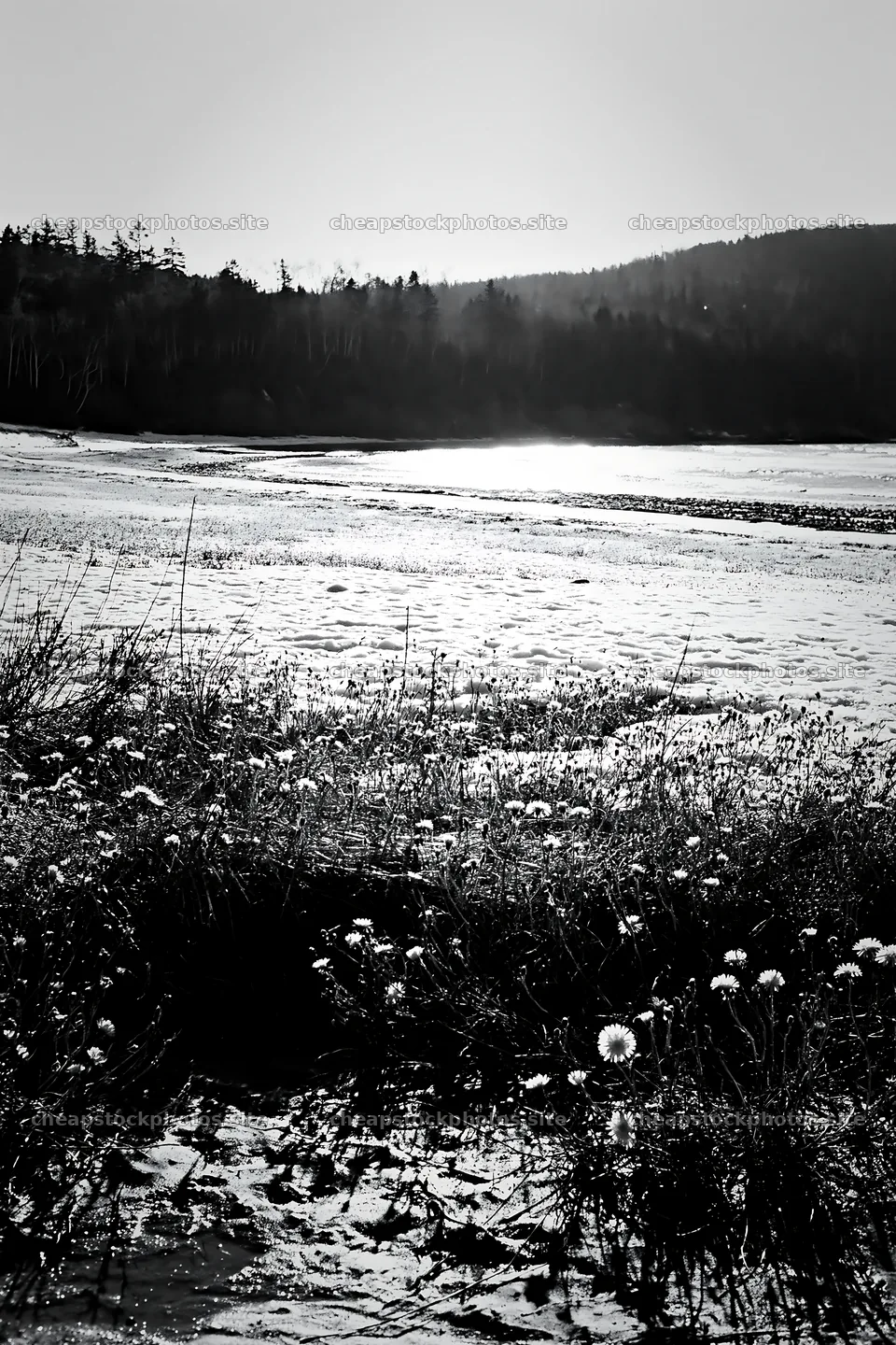 Snowy beach meadow with flowers and water in the background – stock photos 6480x9722