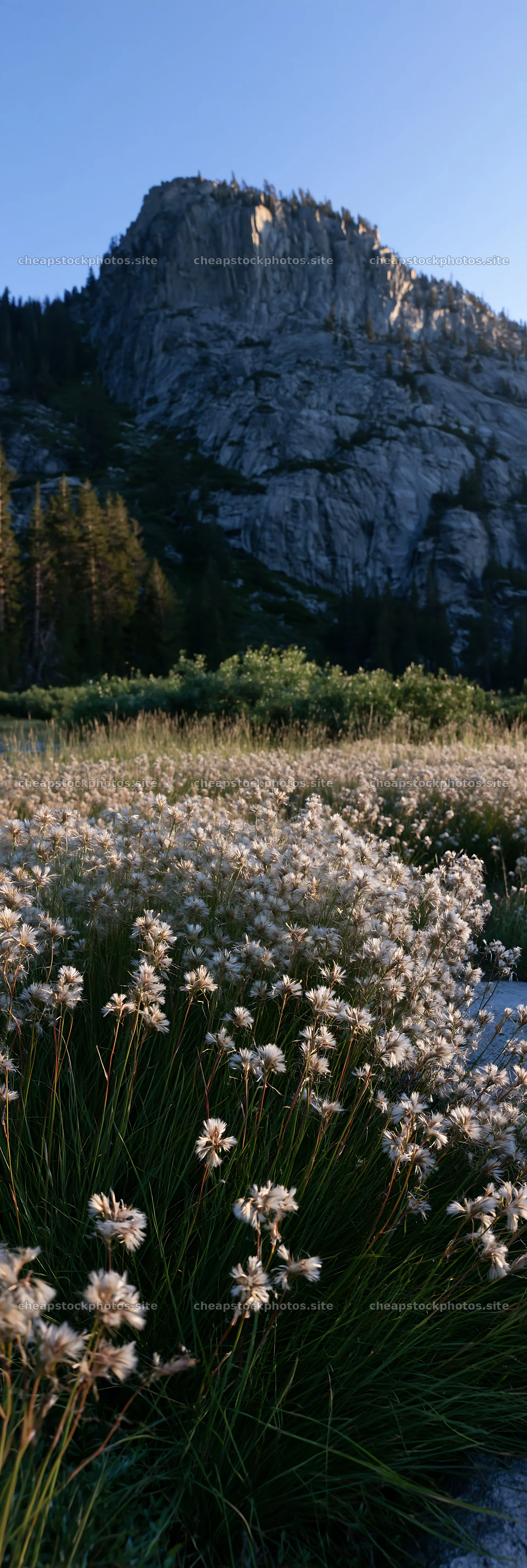 Meadow grass seedheads with mountains in the background – stock photos 4602x13690