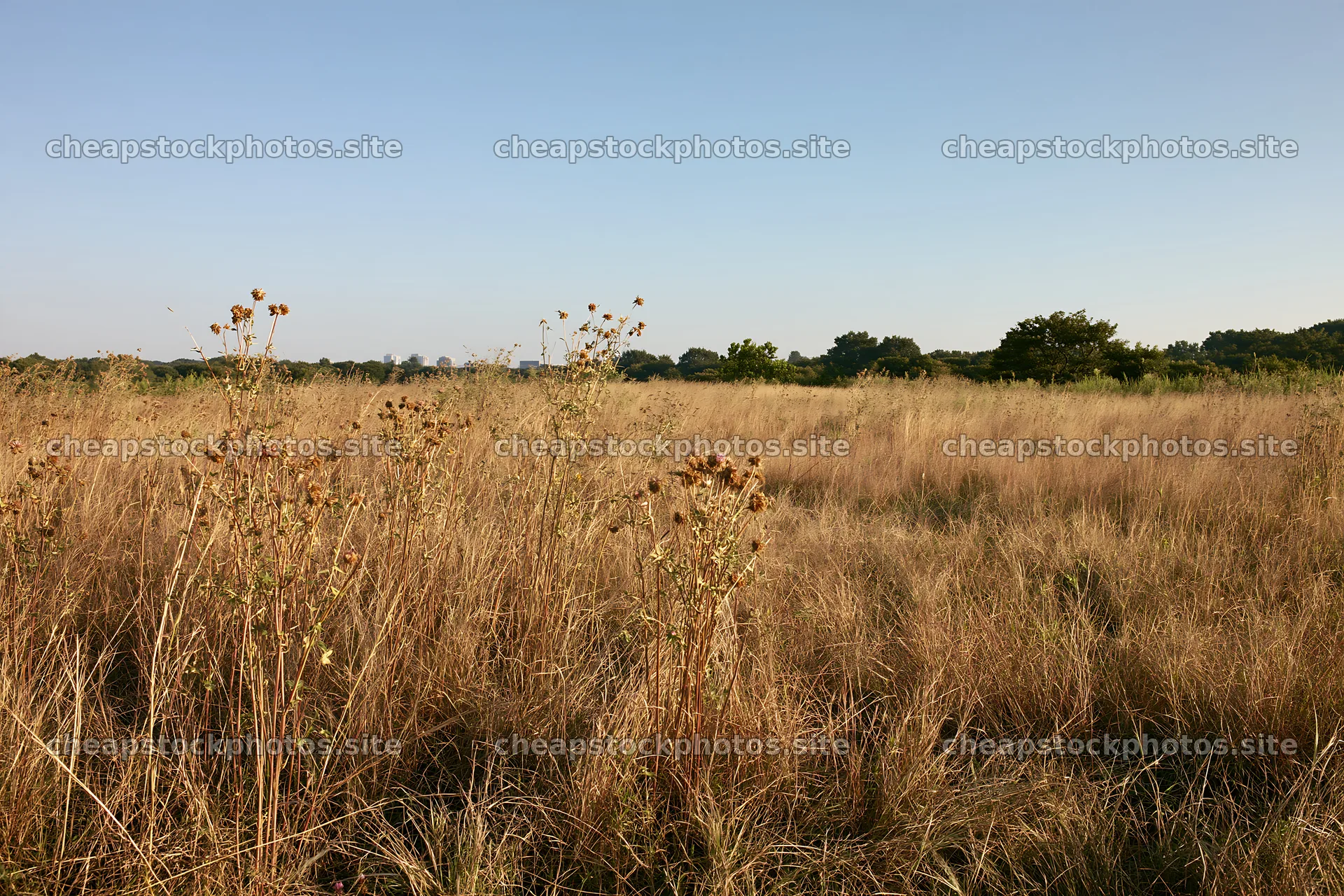 Tokyo urban biodiversity meadow with seedheads in afternoon light – stock photos 9722x6480