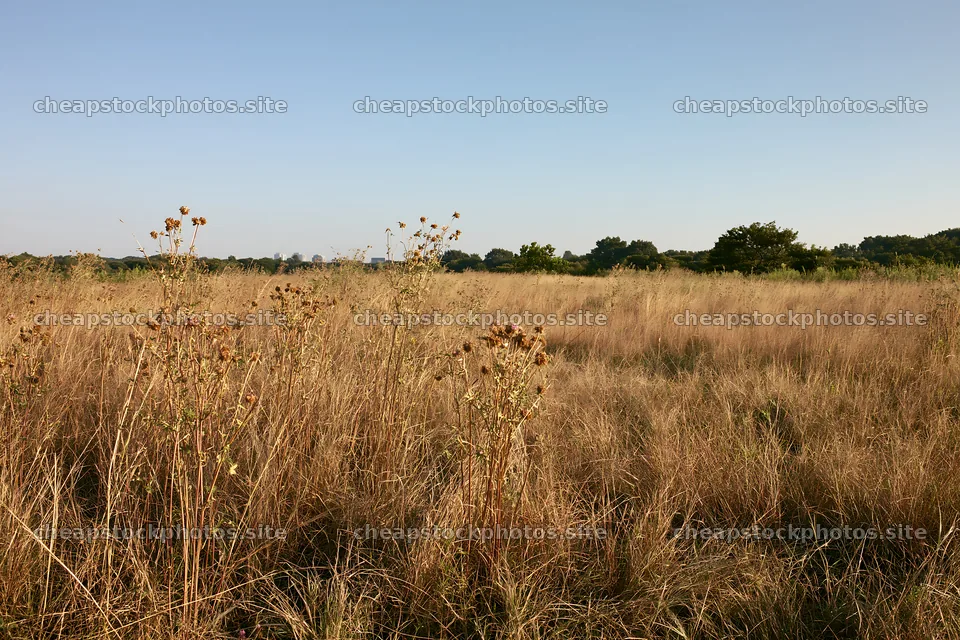 Tokyo urban biodiversity meadow with seedheads in afternoon light – stock photos 9722x6480