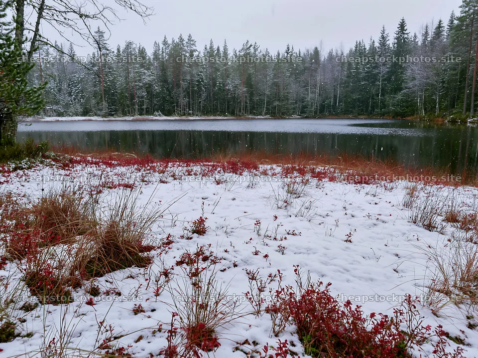 Lakeside meadow after first snowfall with red vegetation – stock photos 9174x6866