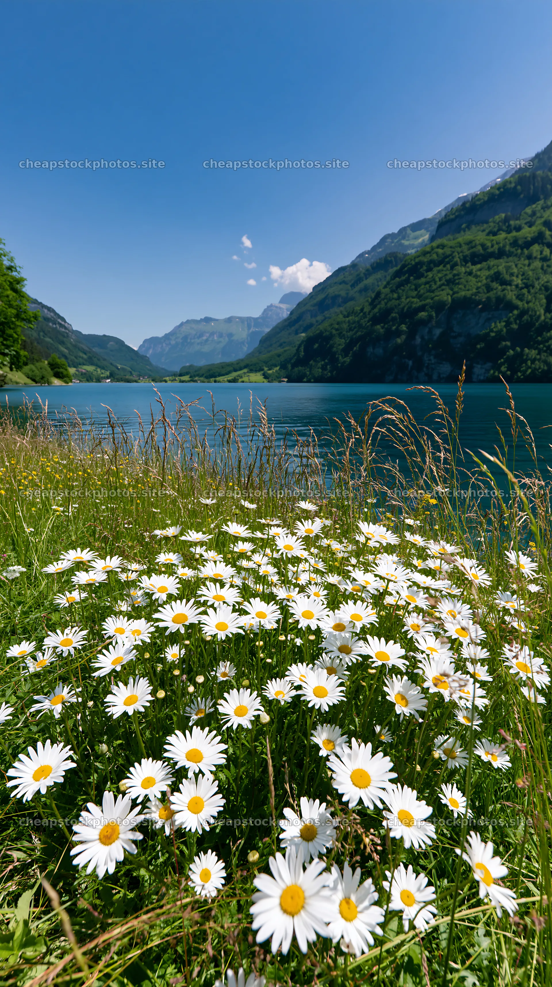 Swiss meadow beside alpine lake with wildflowers – stock photos 5938x10608