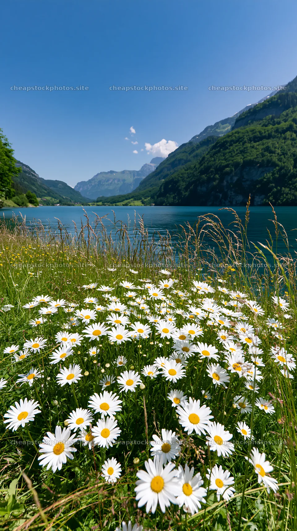 Swiss meadow beside alpine lake with wildflowers – stock photos 5938x10608