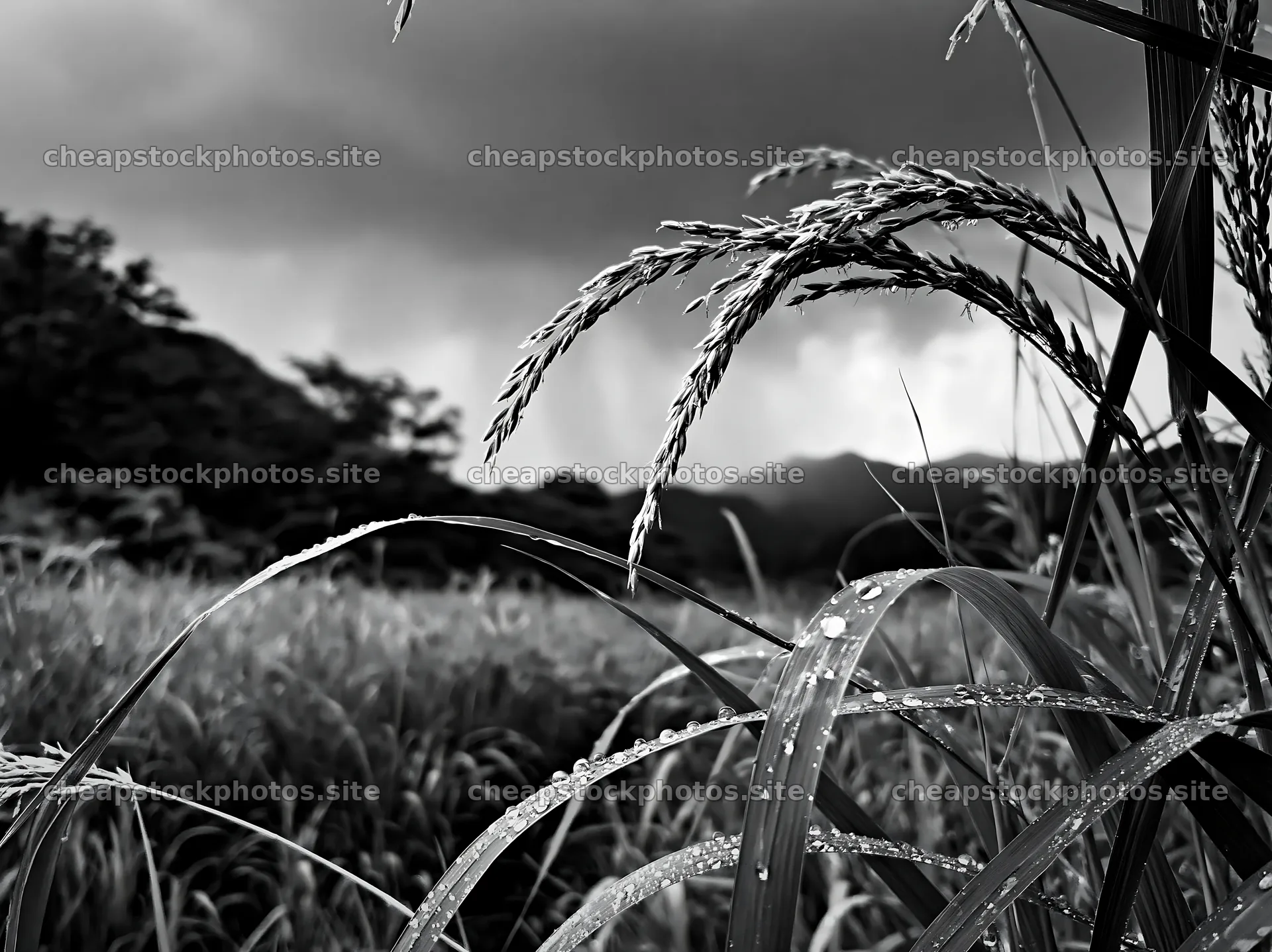 Iwate rain refreshed meadow seedhead foreground with water droplets – stock photos 9174x6866