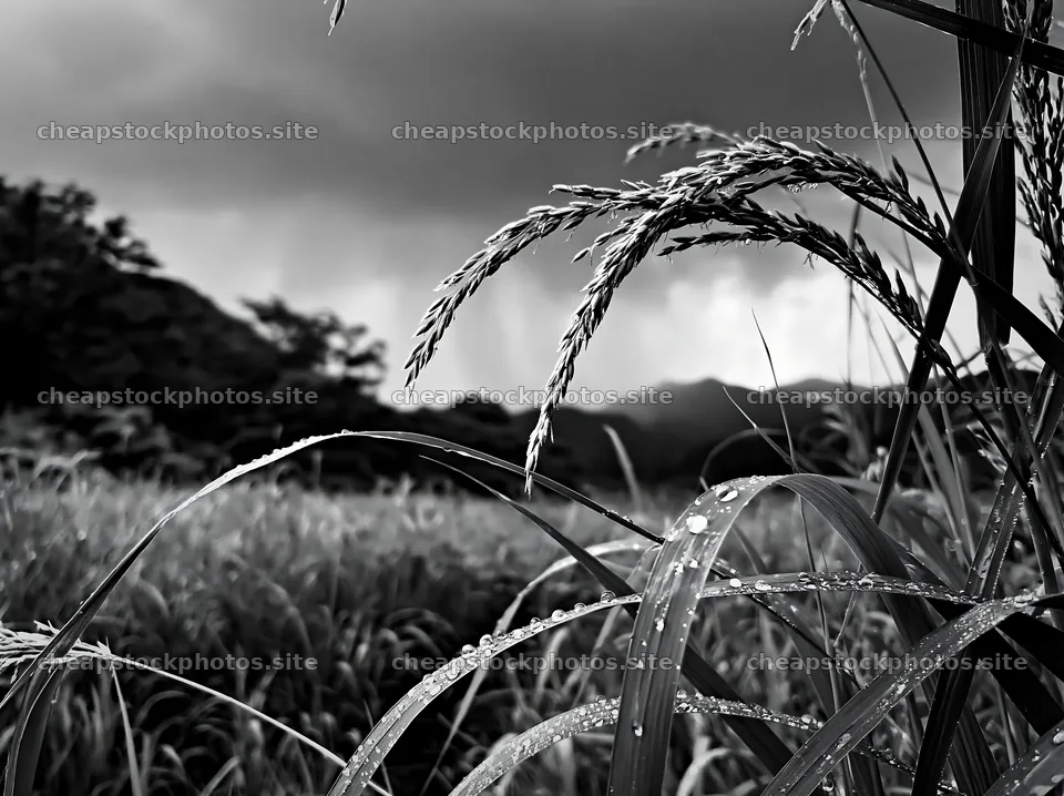 Iwate rain refreshed meadow seedhead foreground with water droplets – stock photos 9174x6866