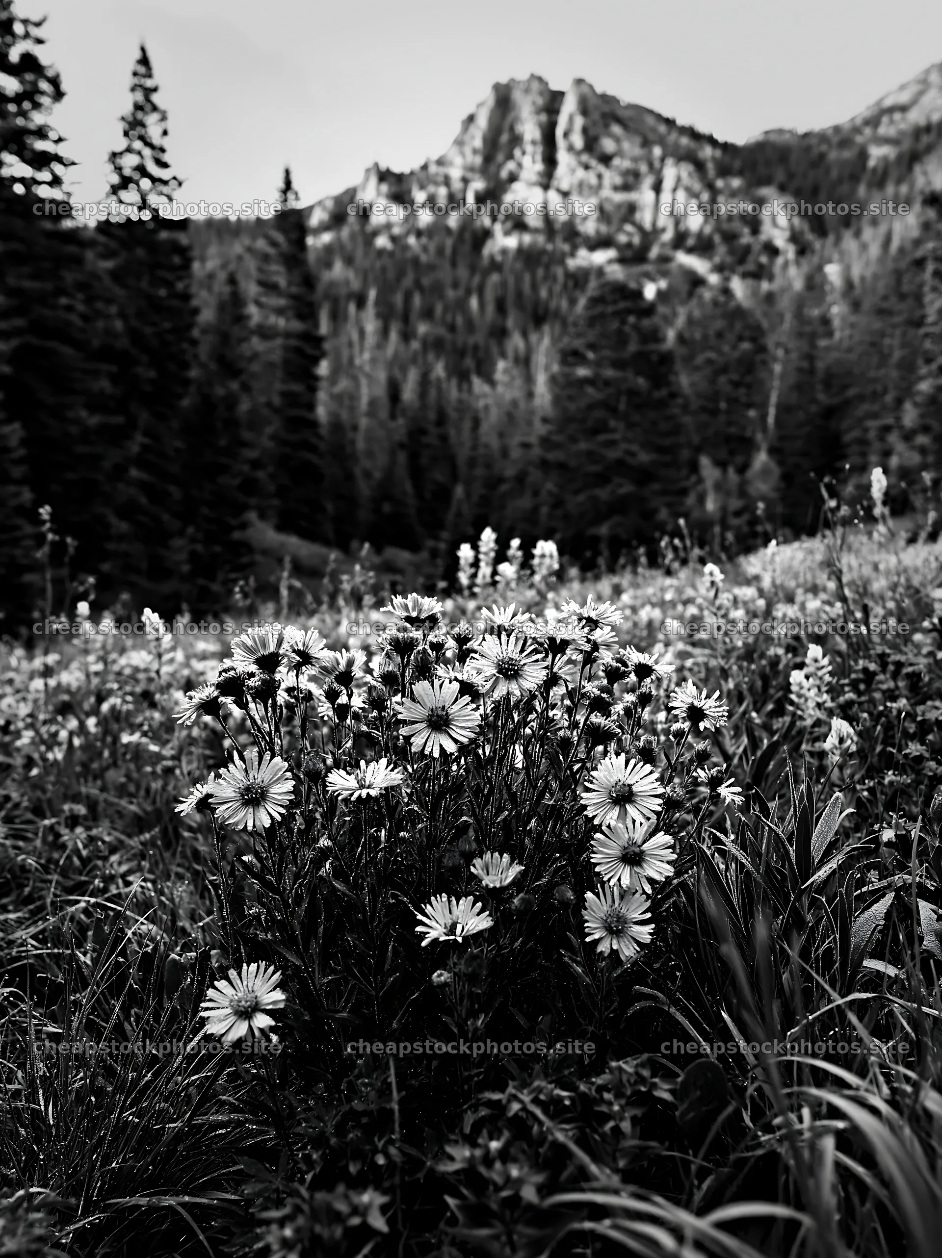 Pine forest meadow with wildflowers and rocky mountains – stock photos 6866x9174