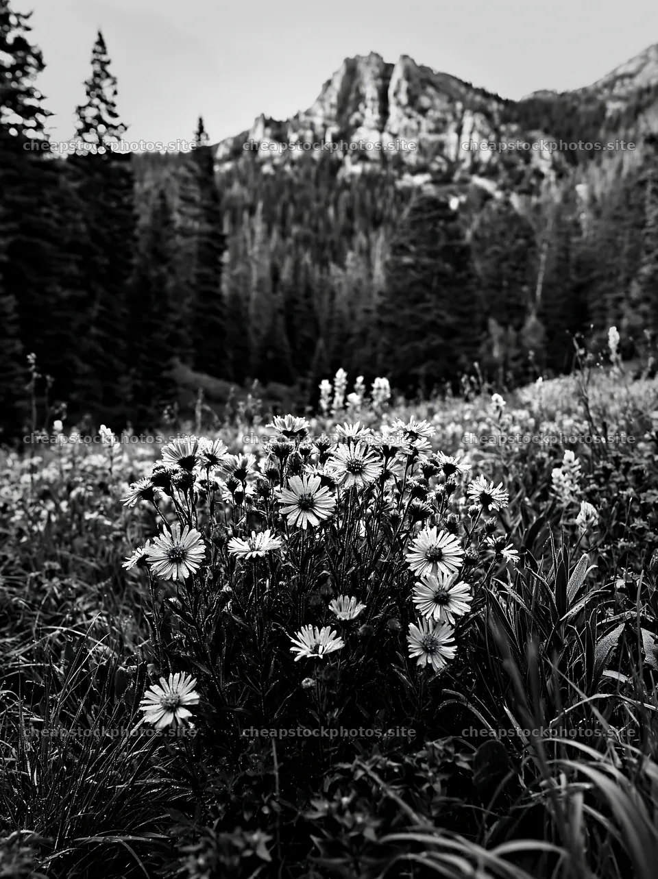 Pine forest meadow with wildflowers and rocky mountains – stock photos 6866x9174