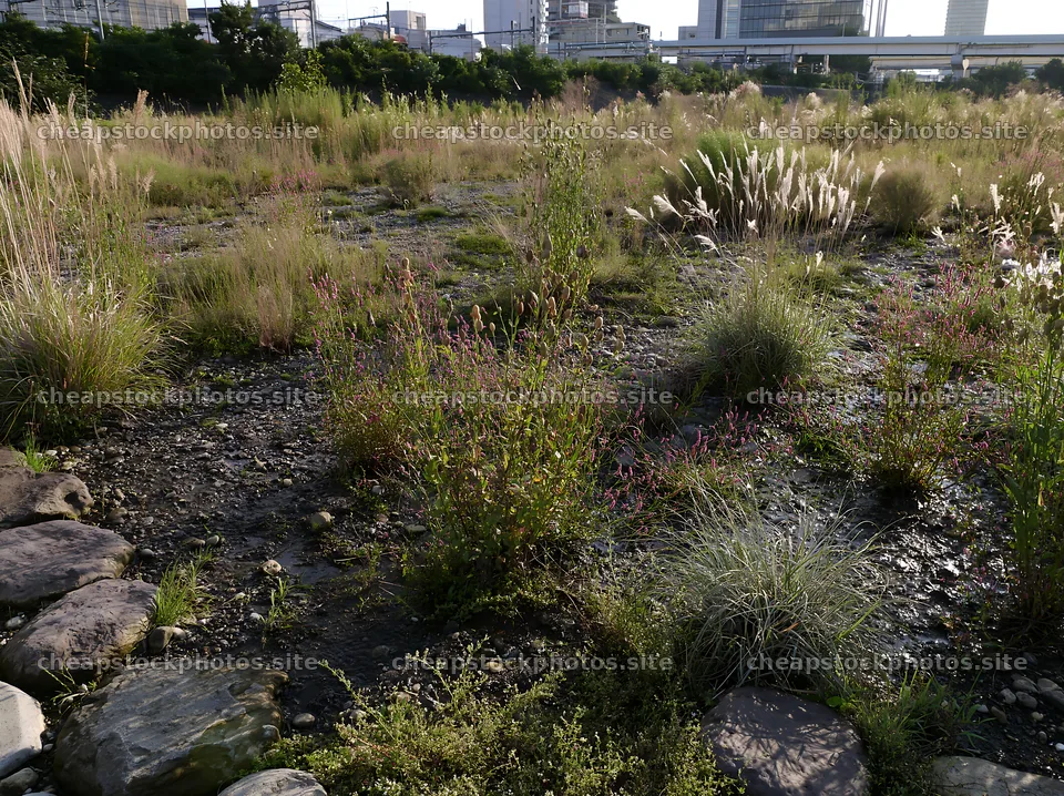 Tokyo urban biodiversity meadow with seedheads displayed in sunlight – stock photos 9174x6866