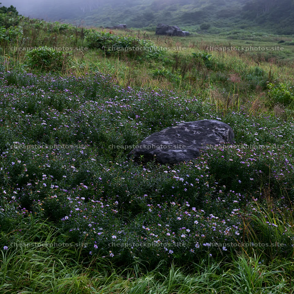 Aomori climate resilient meadow with boulder in natural setting – stock photos 7938x7938