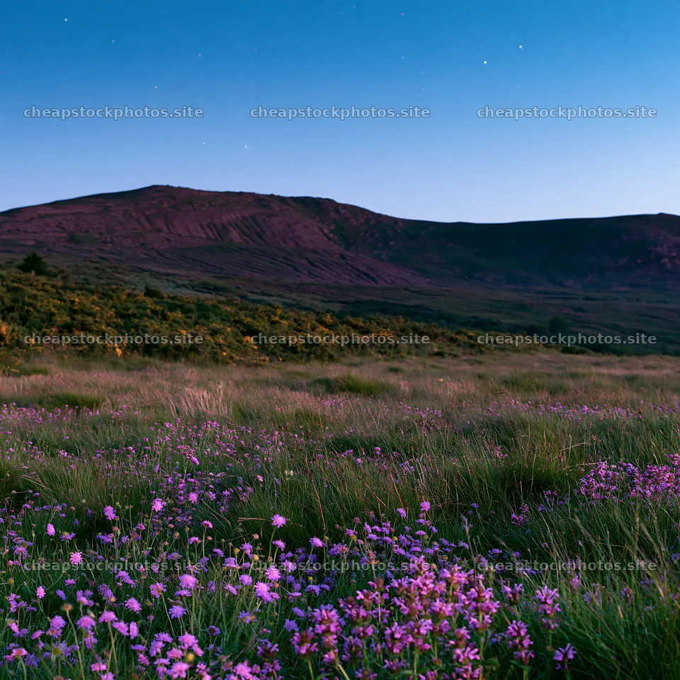 Dark sky meadow with flowers and mountains at dusk – stock photos 7938x7938