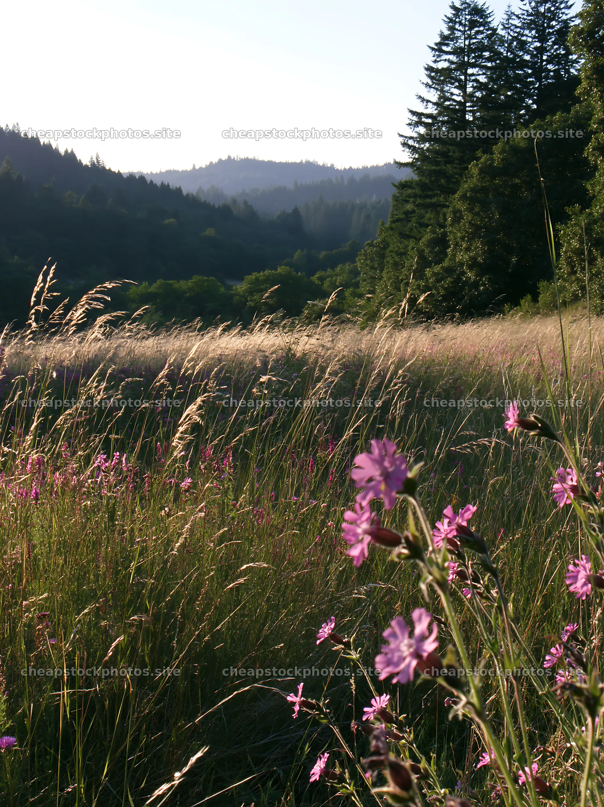 Wooded valley meadow with flowers and tall grass in the evening – stock photos 6866x9174
