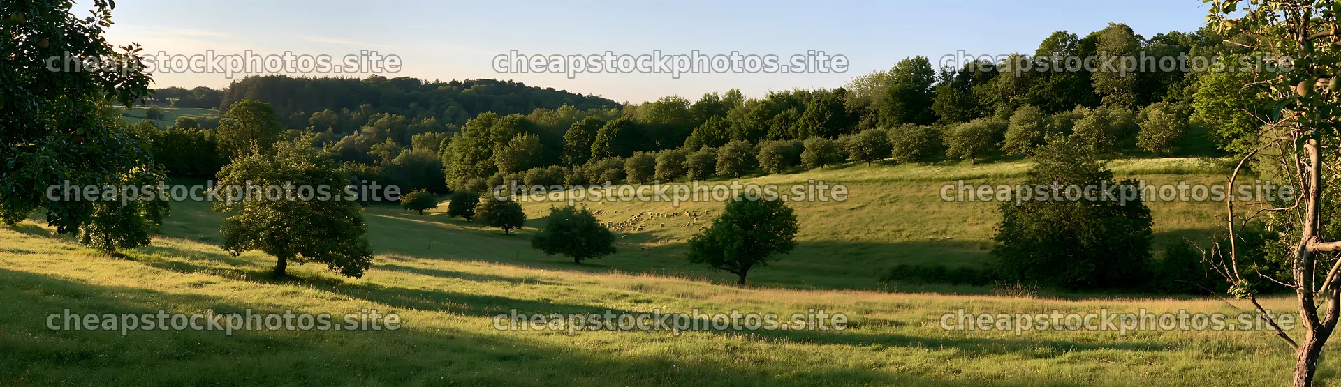 Hillside apple meadow under clear sky in warm afternoon light – stock photos 14762x4268