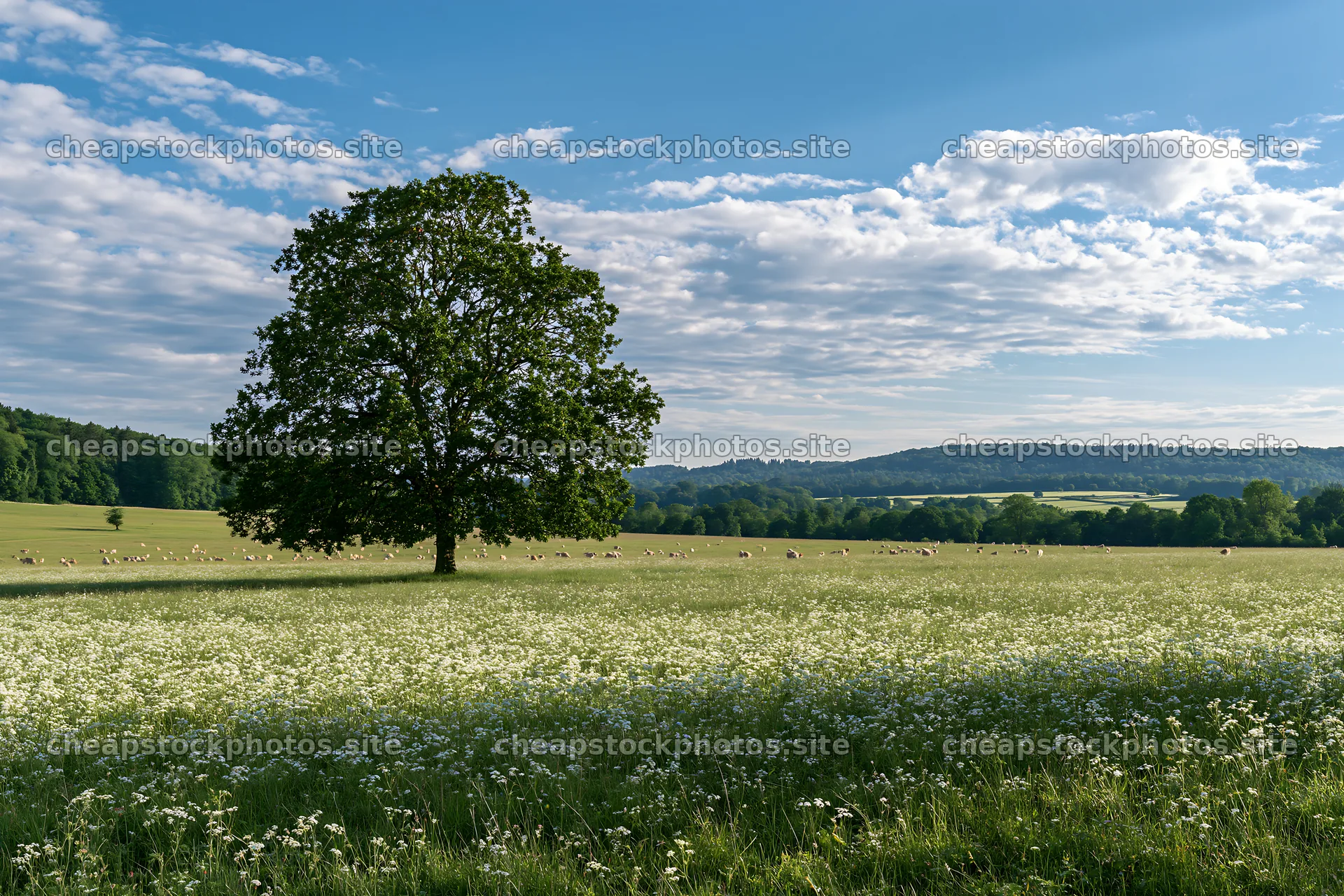 Cow parsley meadow with a lone tree and blue sky – stock photos 9722x6480