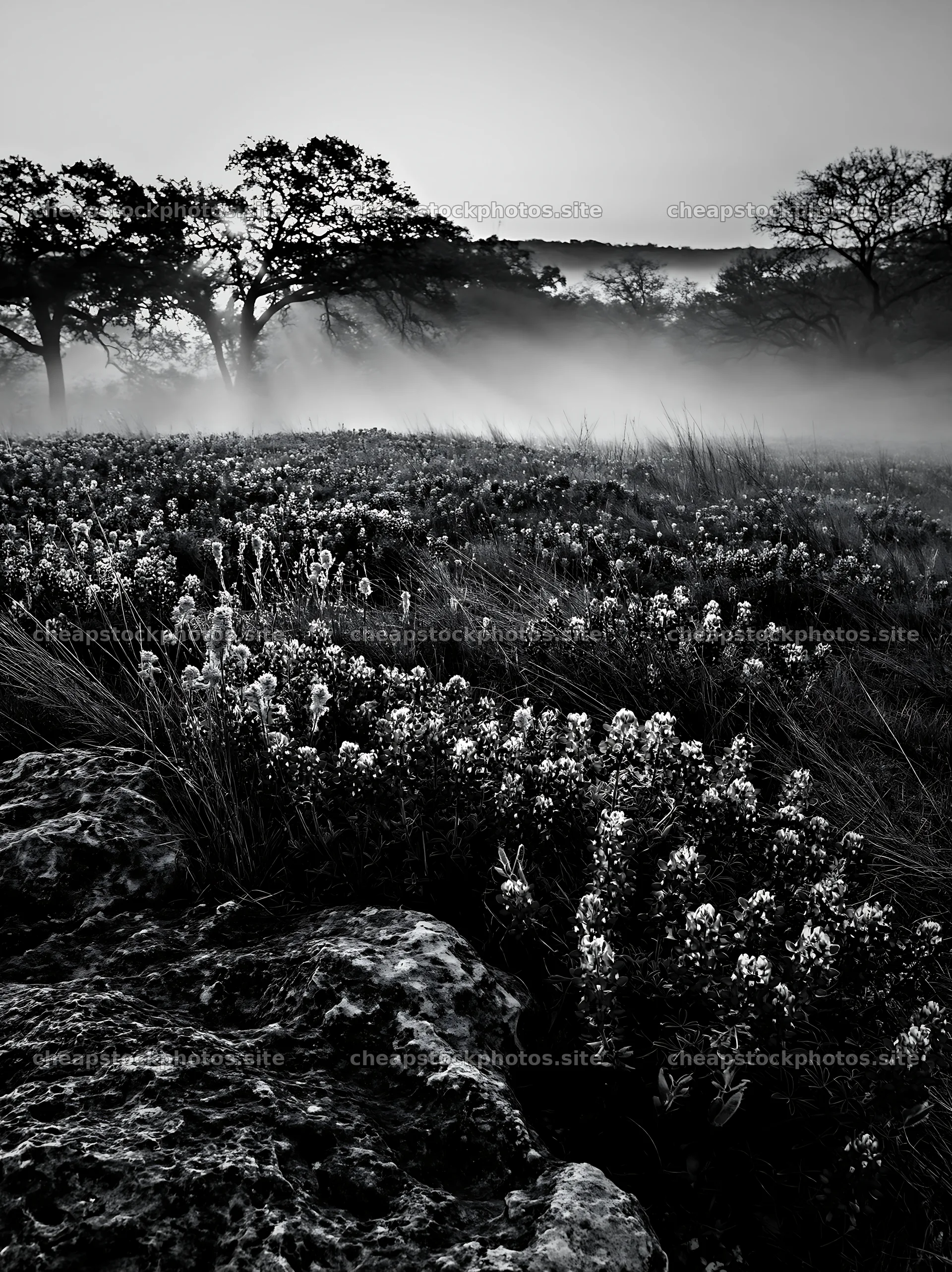 Bluebonnet meadow sunrise with mist and trees – stock photos 6866x9174