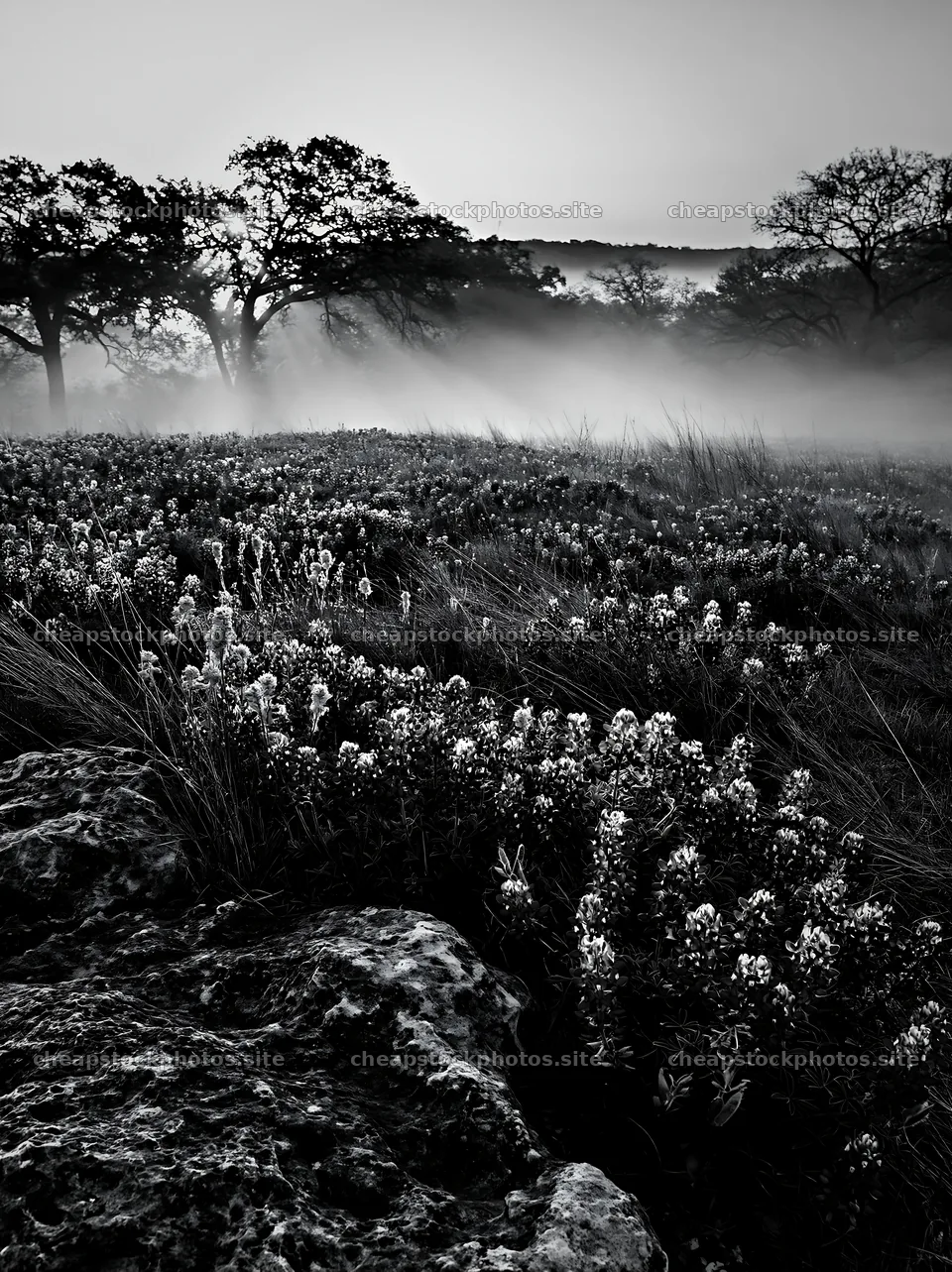 Bluebonnet meadow sunrise with mist and trees – stock photos 6866x9174