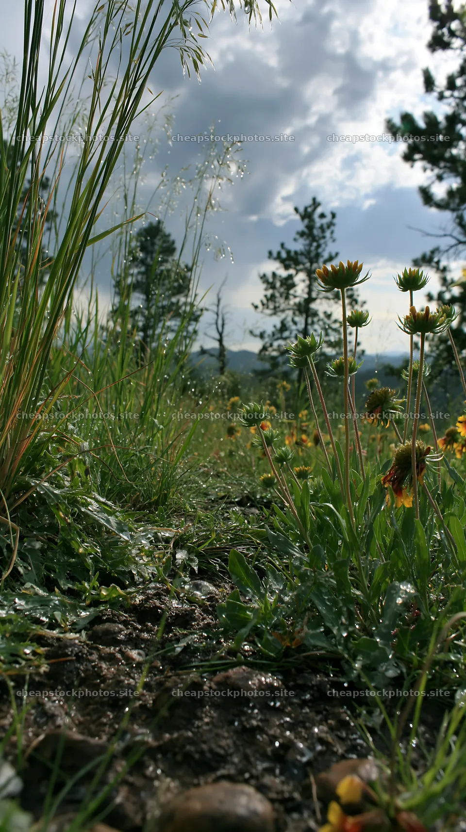 Climate-resilient meadow with diverse plants and wet soil – stock photos 5938x10608