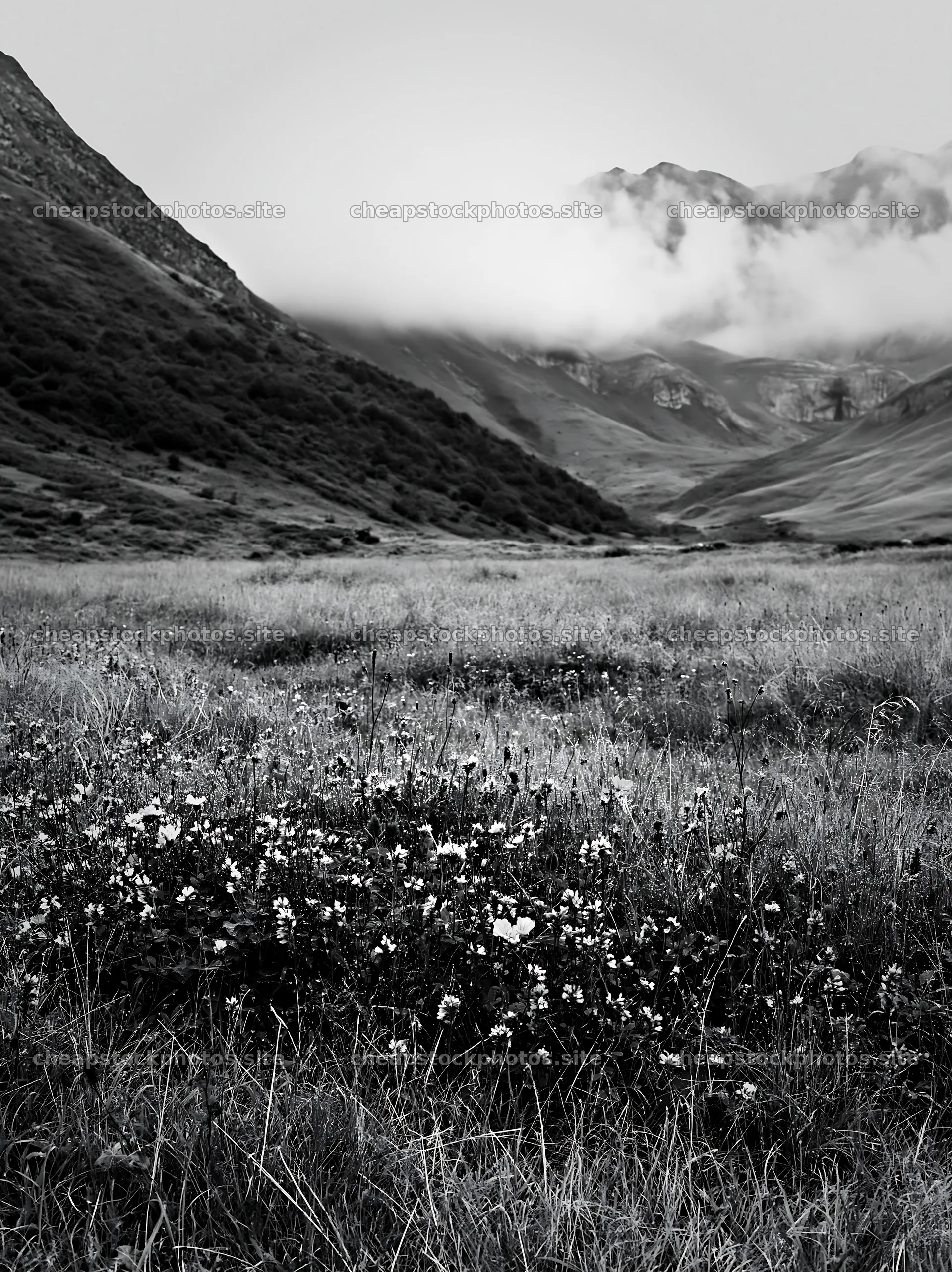 Meadow with dew and flowers in a mountain valley – stock photos 6866x9174