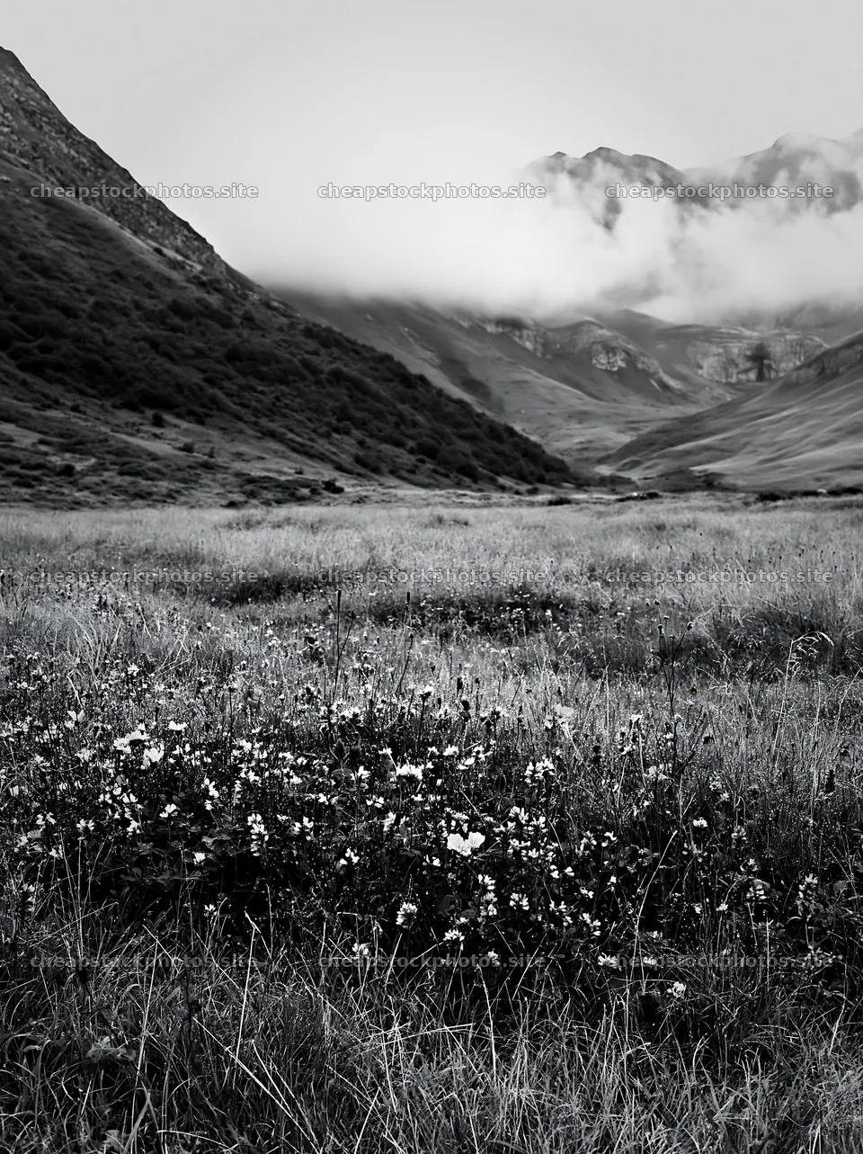 Meadow with dew and flowers in a mountain valley – stock photos 6866x9174